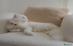 Siberian cats for stud: Pure white Siberian for stud - Image 1