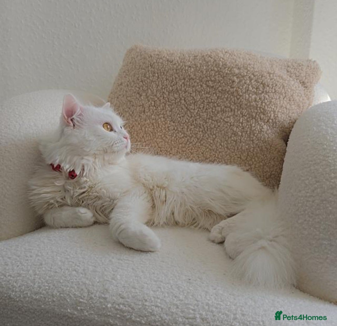 Siberian cats for stud: Pure white Siberian for stud - Image 1