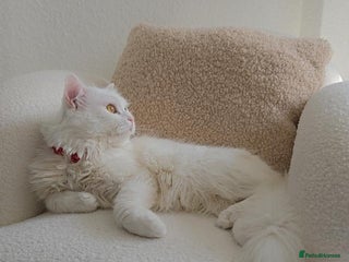 Siberian cats - Advert 27