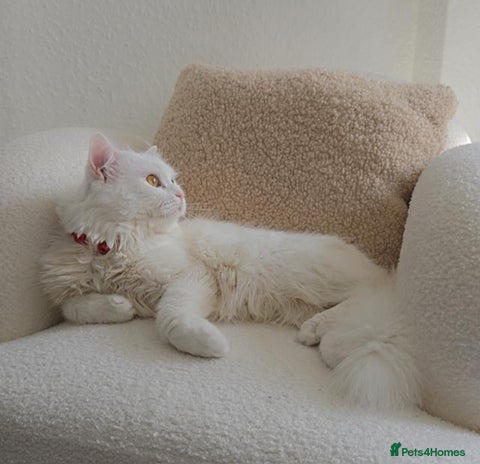 Siberian cats Pure white Siberian for stud - Advert 2