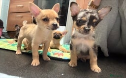 Mixed Breed dogs for sale: FrenchieXPomeranian  - Image 25