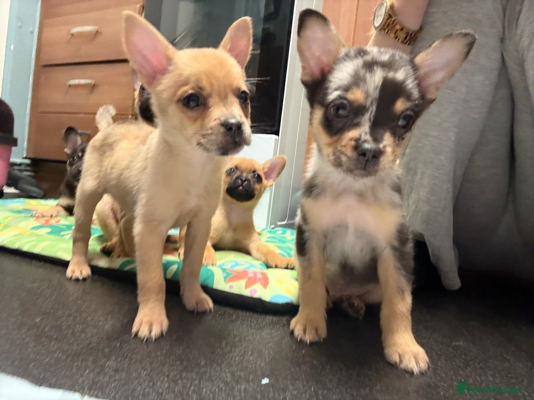 Mixed Breed dogs for sale: FrenchieXPomeranian  - Image 25