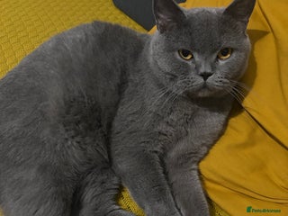 British Shorthair cats for sale - Advert 1
