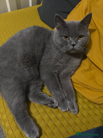 British Shorthair cats - Advert 5