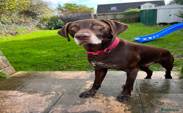 Mixed Breed dogs - Advert 1