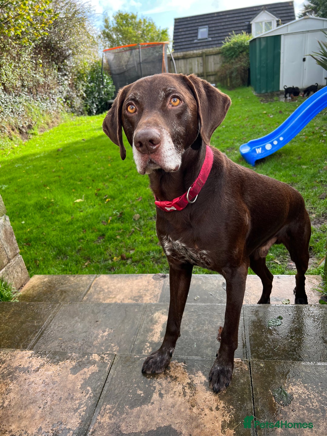Mixed Breed dogs for sale: 13 year old Lab/pointer for rehome asap (free) - Image 1