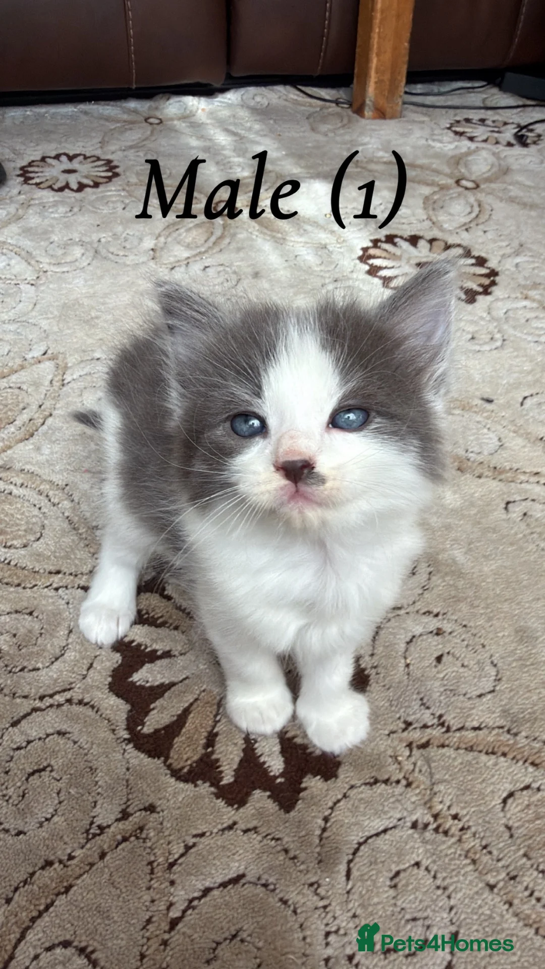 Mixed Breed cats for sale: Beautiful Male And Female Kittens  in London - Advert 2