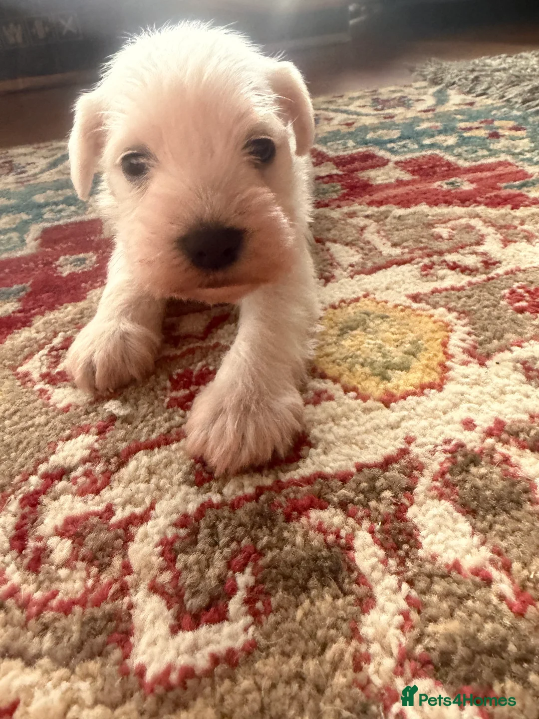 Miniature Schnauzer dogs for sale: White state miniature schnauzer pups in Neath - Advert 10