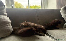 British Shorthair cats for sale: 2 beautiful kittens left  - Image 2
