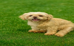 Shih Tzu dogs for sale: Kennel Club Reg Lovable Girl - Image 1