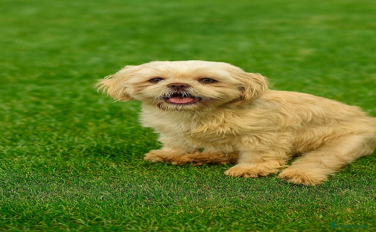 Shih Tzu dogs - Advert 2