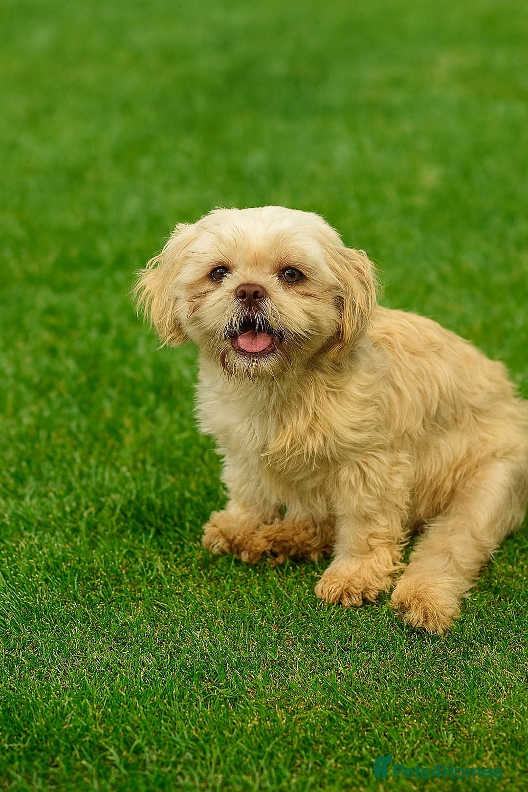 Shih Tzu dogs for sale: Kennel Club Reg Lovable Girl - Image 1