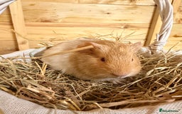 Guinea Pig rodents for sale: 3 baby guinea pigs  - Image 3
