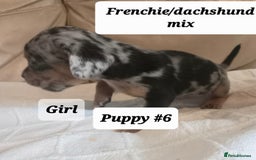 Mixed Breed dogs for sale: Frenchie/Dachshund puppies - Image 5