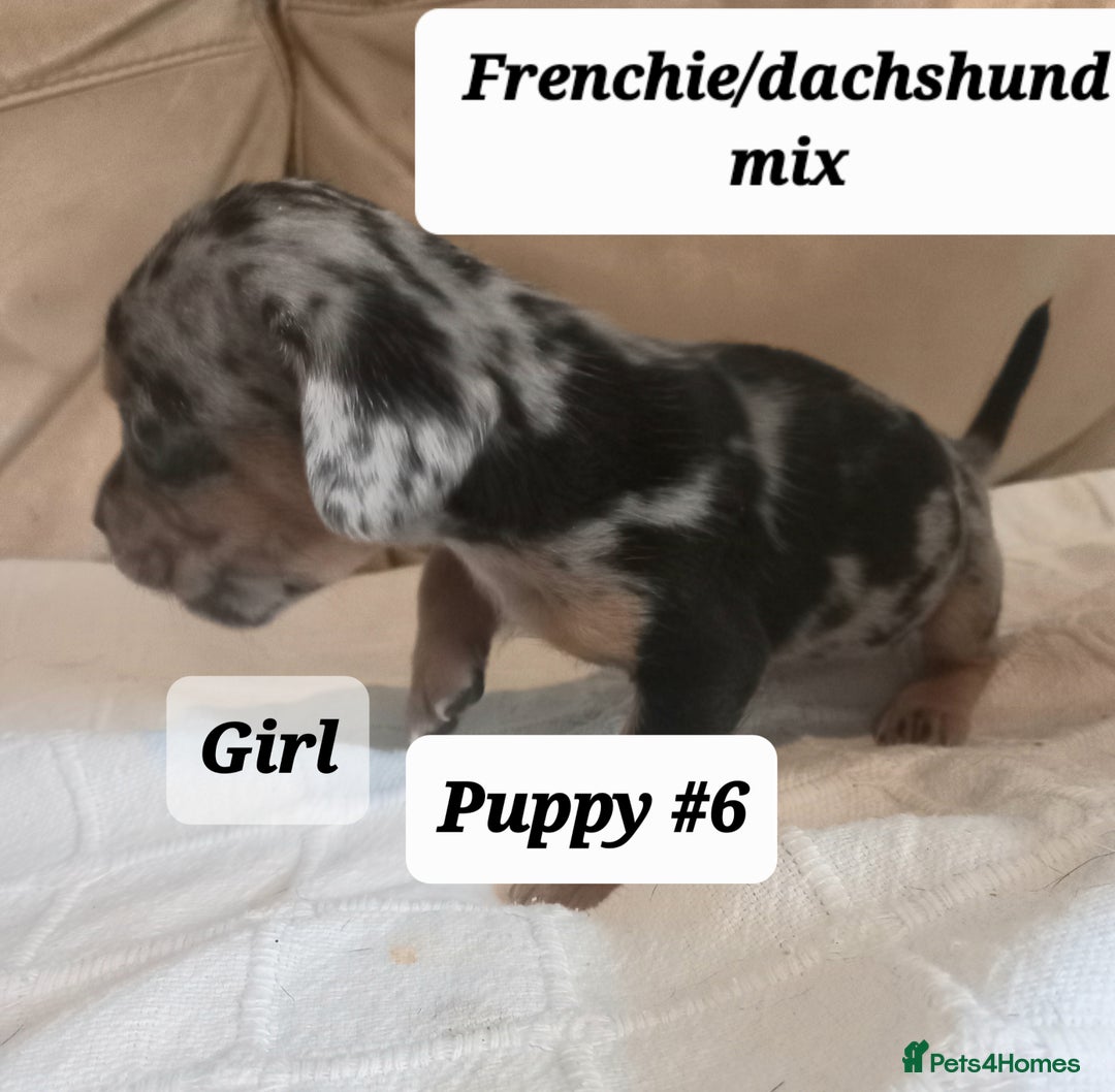 Mixed Breed dogs for sale: Frenchie/Dachshund puppies - Image 5