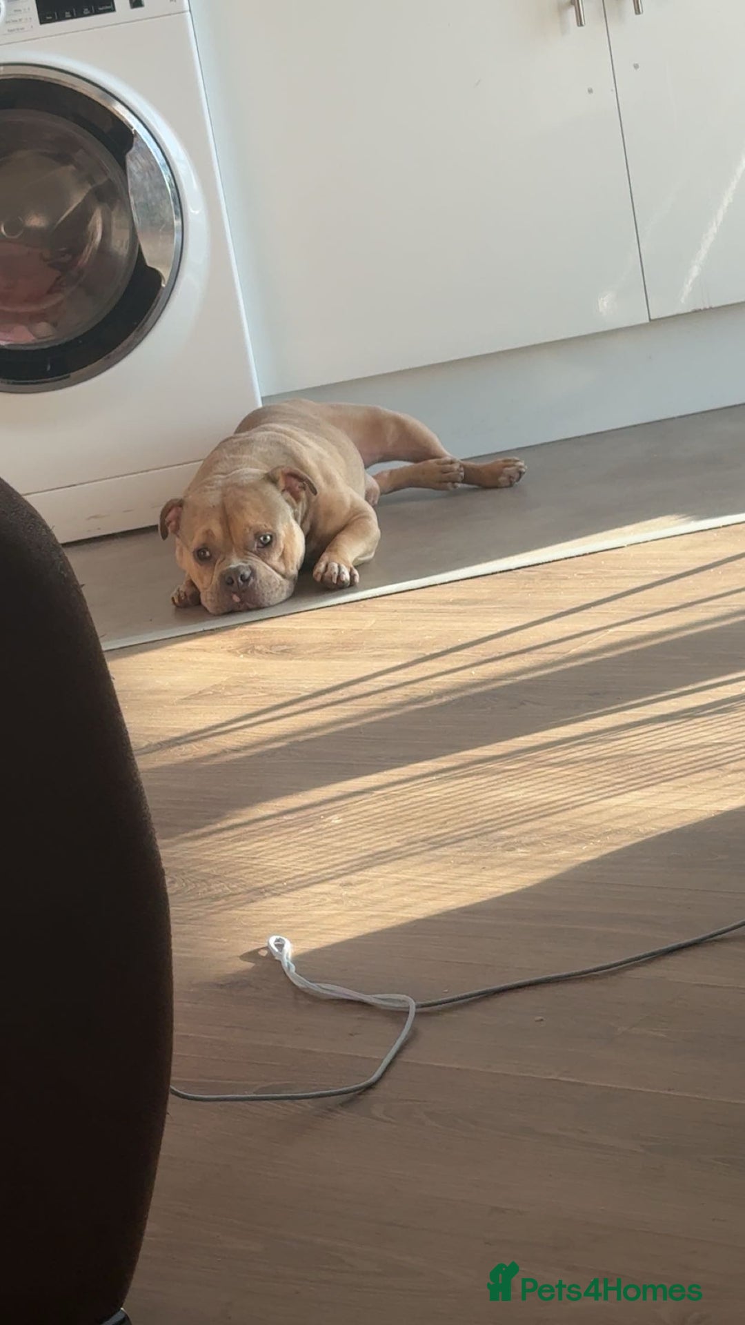 Mixed Breed dogs for sale: Pocket bully - Image 4