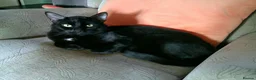 Mixed Breed cats for sale: Lovely 3 year old Male Black Cat in Newark - Advert 4