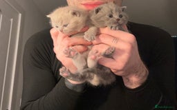 British Shorthair cats for sale: 3 beautiful British Shorthair Kittens  - Advert 5