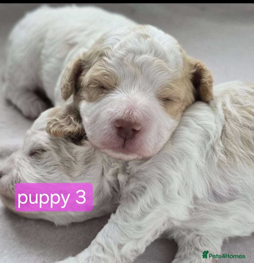 Poochon dogs for sale: Poochon puppies ready Dec 12th - Image 4