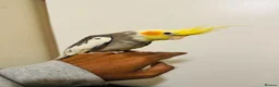 Cockatiels birds for sale: Hand Tamed/Untamed Beautiful Cockatiels available - Advert 3