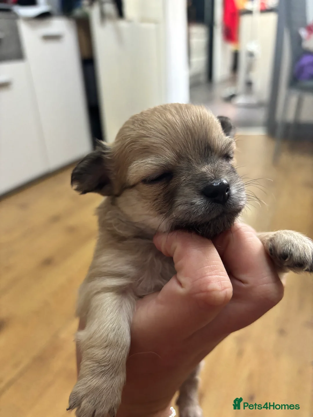 Chihuahua dogs for sale: Long haired chihuahua puppies  - Advert 2