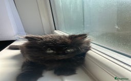 Persian cats for sale: Persian chinchilla kittens - Image 7