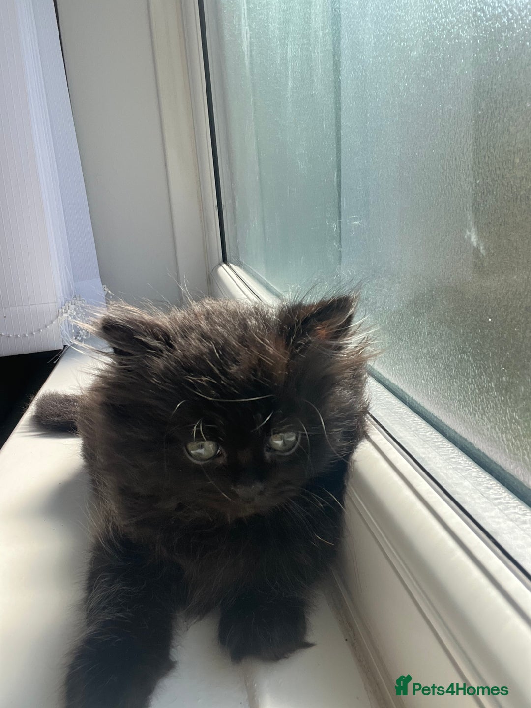 Persian cats for sale: Persian chinchilla kittens - Image 7