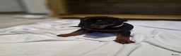 Chinese Red Dog dogs for sale: Stunning Chinese Red Dog Puppies. in Manchester - Advert 5