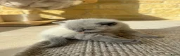 British Shorthair cats for sale: FULL PEDIGREE SHORTHAIR KITTENS IN THE COTSWOLDS - Advert 3