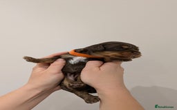 Cavapoo dogs for sale: F1 Cavapoos - Parents DNA Health Tested  - Advert 11