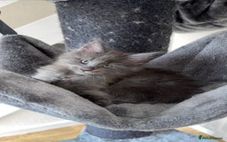 Maine Coon cats for sale: maine coon kittens  - Image 7