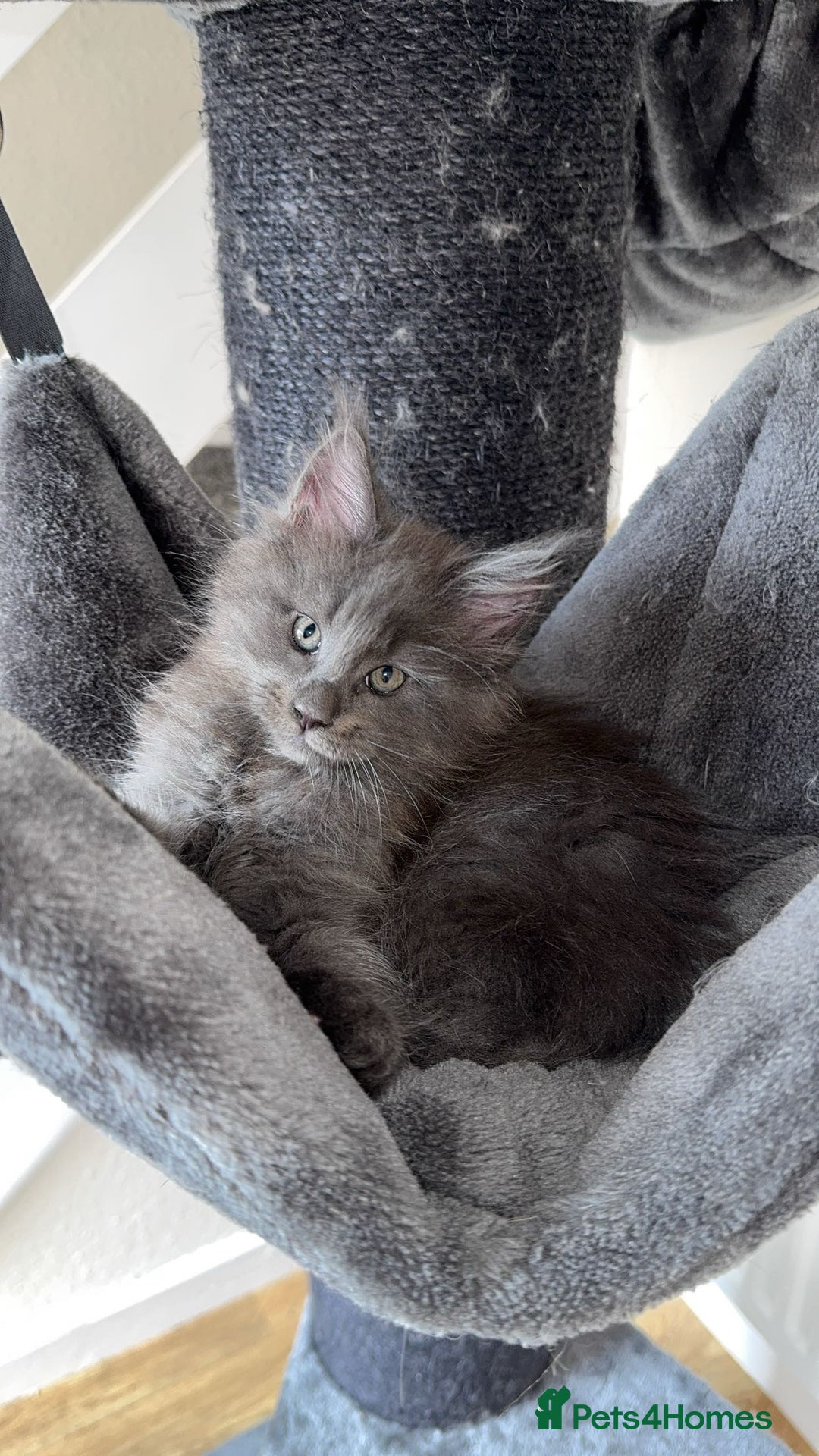 Maine Coon cats for sale: maine coon kittens  - Image 7