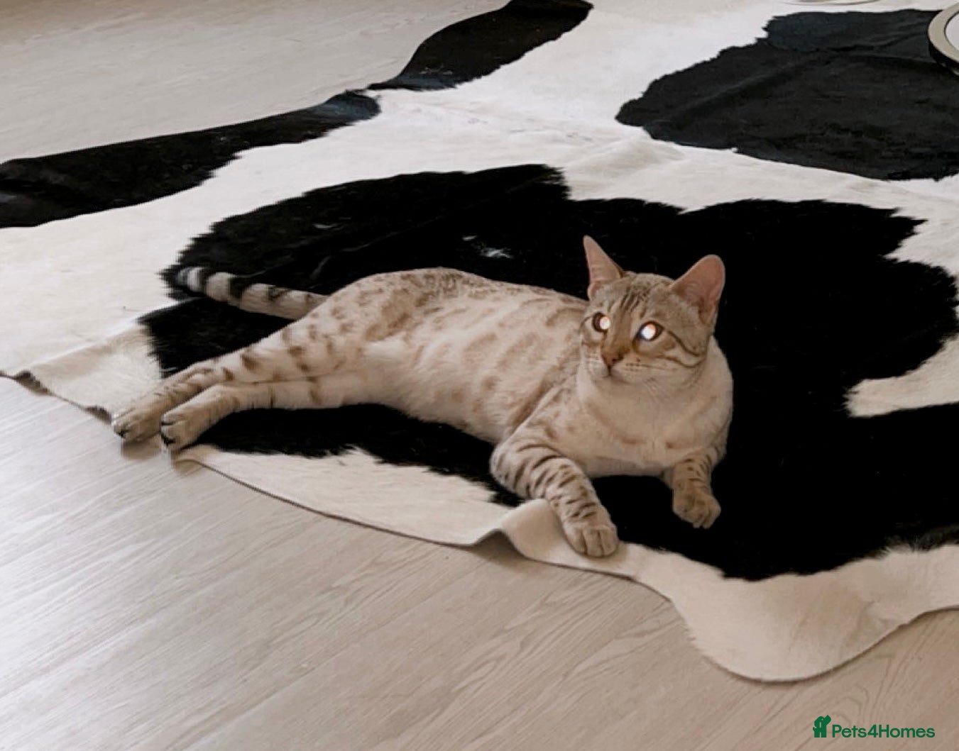 Bengal cats Moon the Snow Lynx Bengal - Advert 6