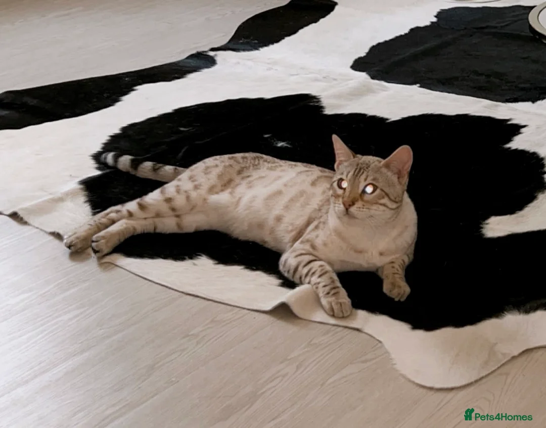 Bengal cats for sale: Moon the Snow Lynx Bengal - Advert 1