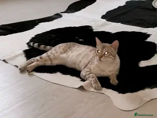 Bengal cats Moon the Snow Lynx Bengal - Advert 6