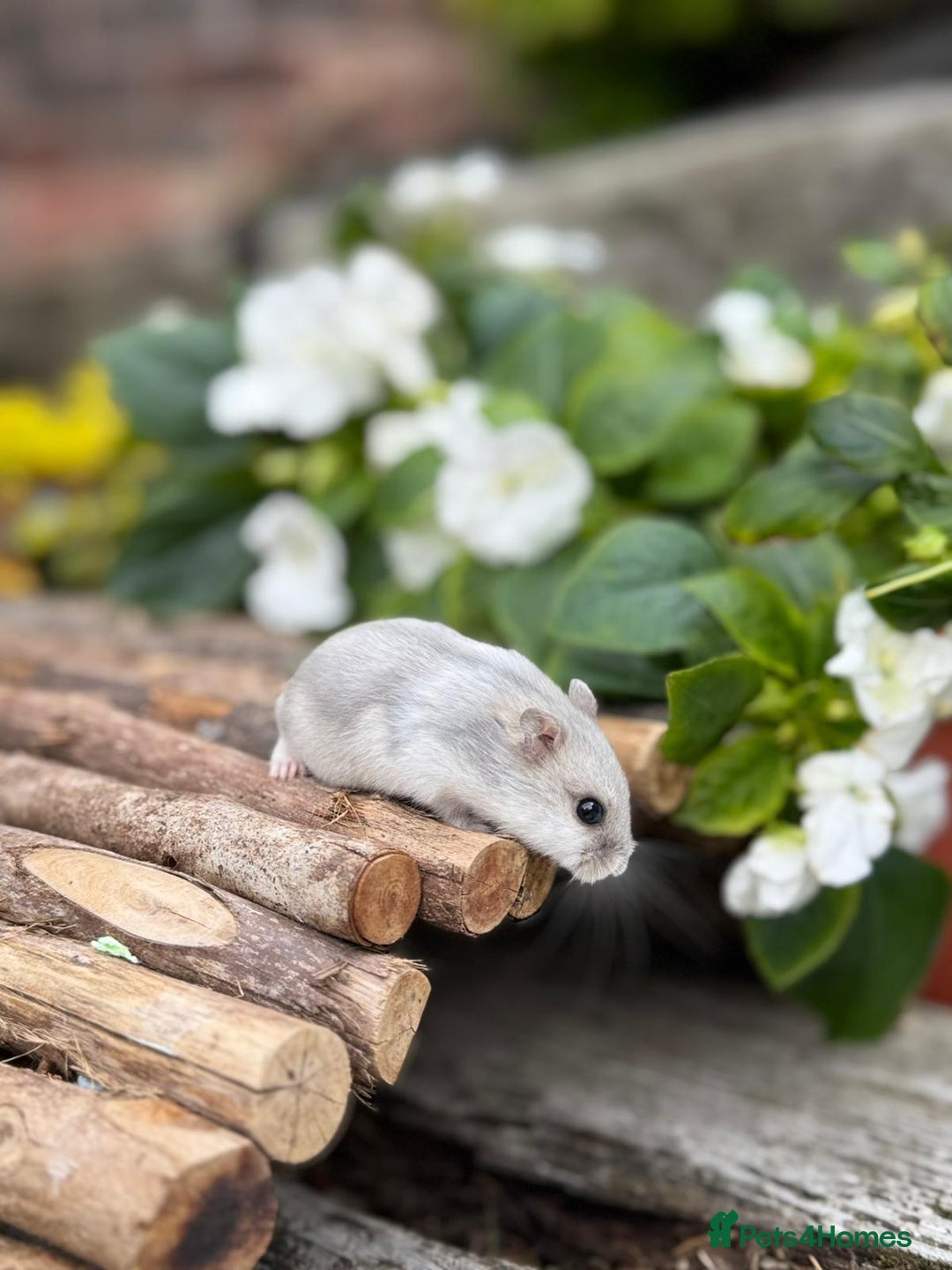 Hamster rodents for sale: Beautiful baby hamsters. Russian Dwarf and Syrian - Image 5