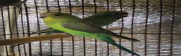 Budgerigars birds for sale: Beautiful bfbw budgies - Advert 5