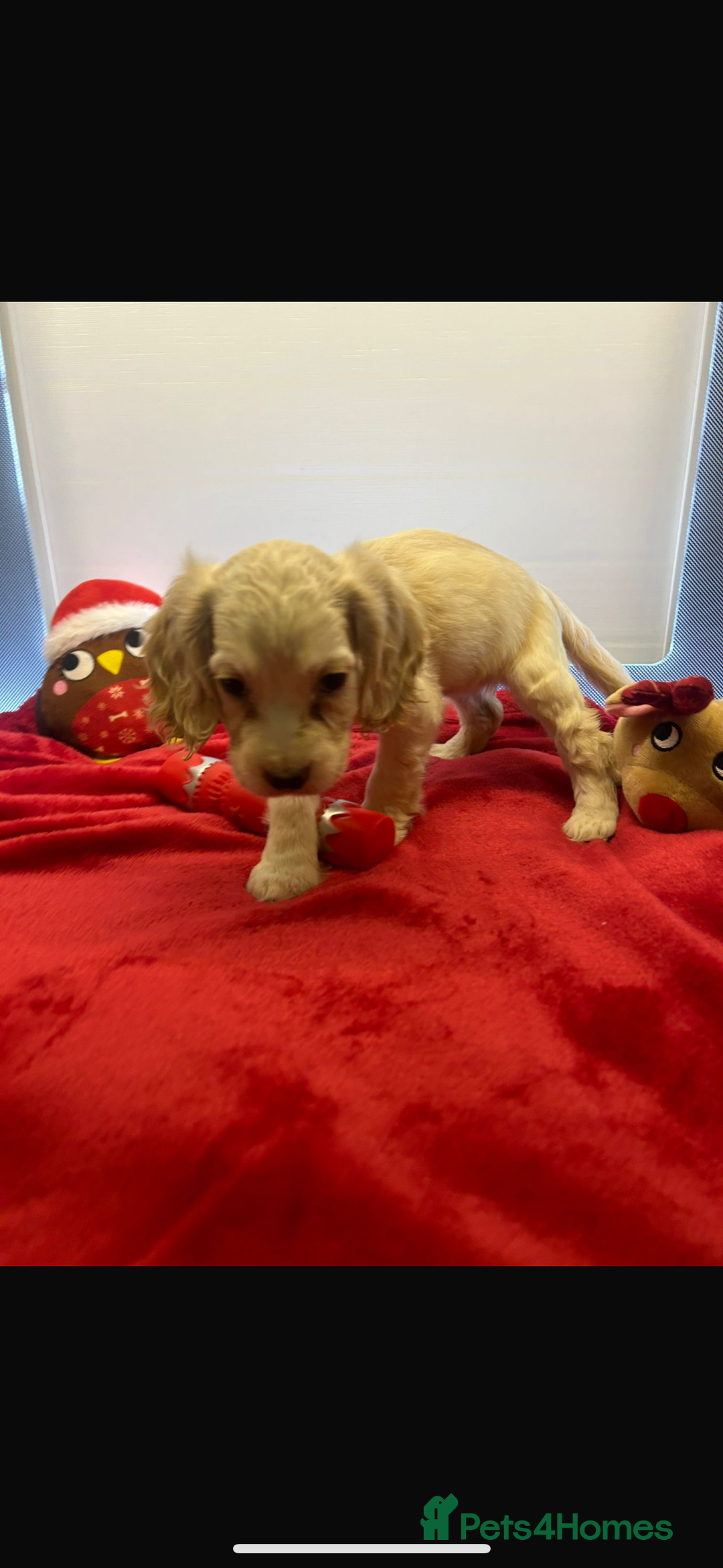 Cocker Spaniel dogs for sale: Beautiful cocker spaniels ❤️❤️ - Image 9