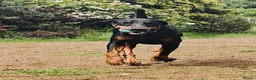 Dobermann dogs for sale: Stunning male dobermann  - Advert 4