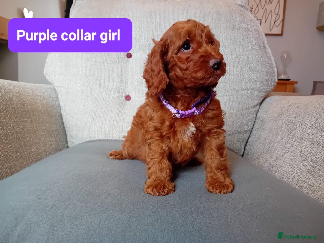 Cockapoo dogs for sale: Dark red F1b Cockapoos - Image 17