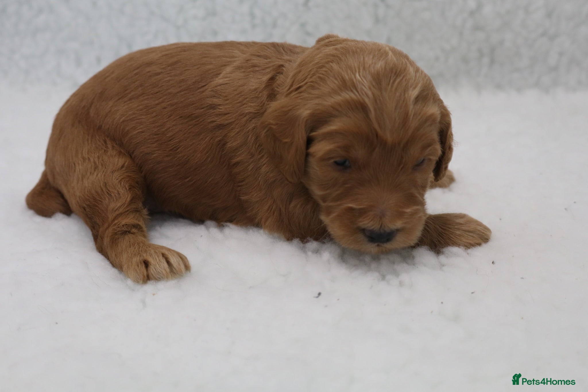 Cockapoo dogs ELITE COCKAPOOS LICENSED 5* BREEDERS - Advert 2