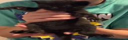 Domestic Shorthair cats for sale: 4 kittens available  in Sutton Coldfield - Advert 9