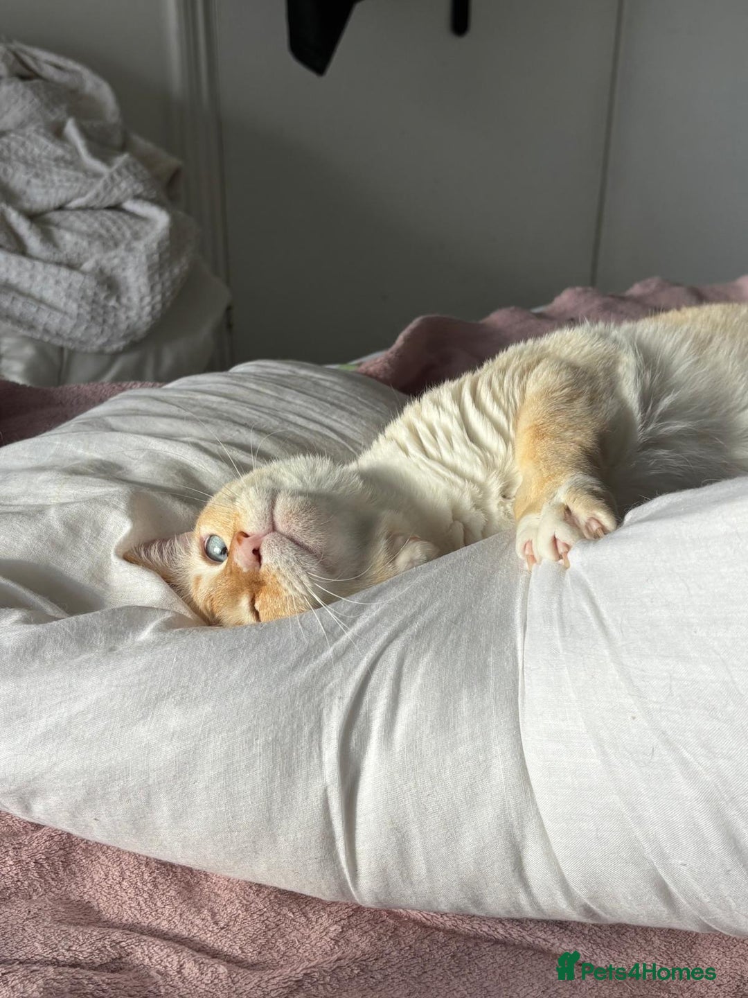Siamese cats for sale: Ariel - Rescue Siamese - Image 5