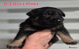 German Shepherd dogs for sale: German Shepherd  - Image 9