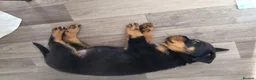 Rottweiler dogs for sale: Rottweiler - Advert 4