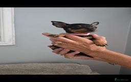 Miniature Pinscher dogs for sale: Beautiful Miniature pinscher Puppies  - Image 1