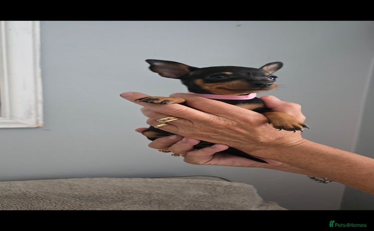 Miniature Pinscher dogs - Advert 1