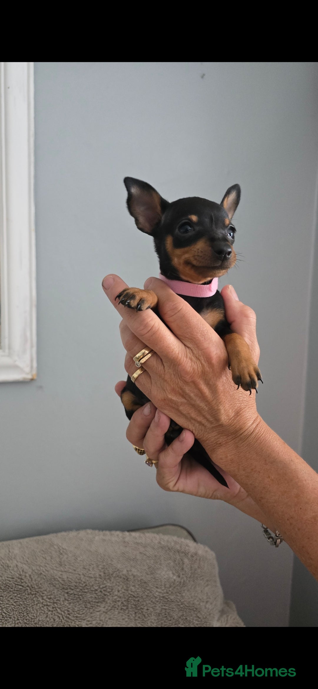 Miniature Pinscher dogs for sale: Beautiful Miniature pinscher Puppies  - Image 1