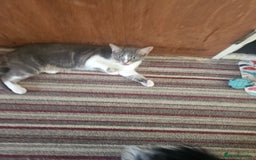 Domestic Shorthair cats for sale: 3 cats 1 female 2 males - Image 7