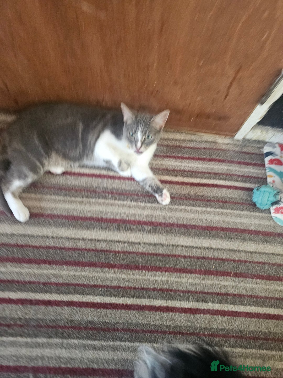 Domestic Shorthair cats for sale: 3 cats 1 female 2 males - Image 7